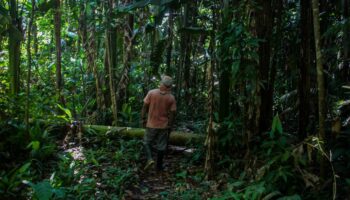 En Amazonie colombienne, scientifiques et Amérindiens reboisent la forêt inondable