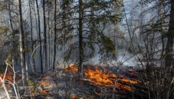 Waldbrände: Tausende fliehen vor Waldbränden im Nordosten Kanadas