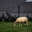 Un mouton paît devant les panneaux solaires d'un champ agrivoltaïque près de Verneuil, dans la Nièvre, le 17 octobre 2022