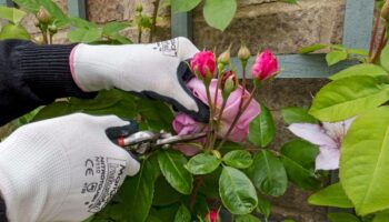 What is deadheading and is it really necessary?