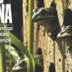 Le “sauna pour les grenouilles” qui les sauve d’un champignon mortel