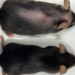 The two female mice - one of which has received the antibody injection. Pic PA