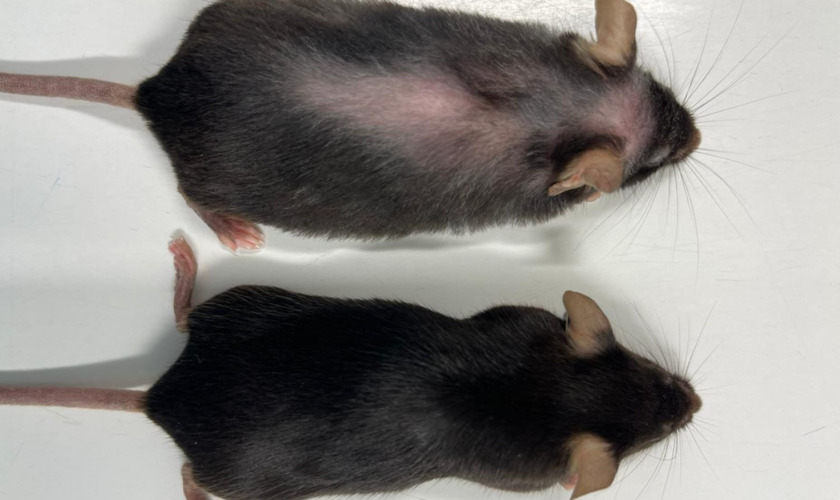 The two female mice - one of which has received the antibody injection. Pic PA