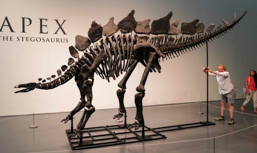 Bieterkrieg bei Auktion um Dino-Skelett – Zuschlag für 45 Millionen Dollar