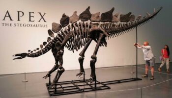 Bieterkrieg bei Auktion um Dino-Skelett – Zuschlag für 45 Millionen Dollar