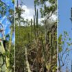 Key Largo tree cactus no longer exists in US: 'My eyes bugged out'