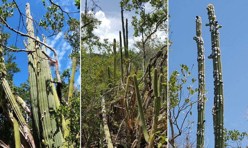 Key Largo tree cactus no longer exists in US: 'My eyes bugged out'