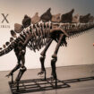 Ce squelette de dinosaure vendu à plus de 44 millions de dollars aux enchères, un record