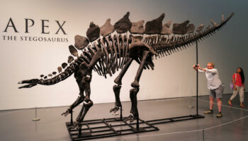 Ce squelette de dinosaure vendu à plus de 44 millions de dollars aux enchères, un record