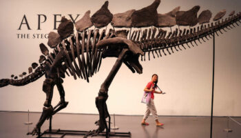 Comment Sotheby’s a vendu le dinosaure le plus cher du monde