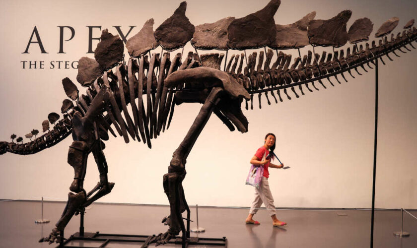 Comment Sotheby’s a vendu le dinosaure le plus cher du monde