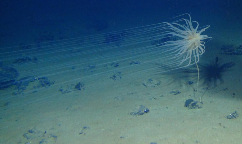 Un "oxygène noir" fabriqué dans les abysses de l'océan Pacifique a été découvert