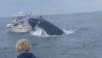 Breaching whale capsizes fishing boat and sends two people overboard