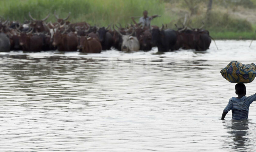Autour du lac Tchad, l’économie autour du poisson détourne les jeunes des groupes armés