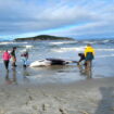 La baleine la plus rare et mystérieuse du monde retrouvée échouée sur une plage
