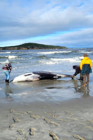 La baleine la plus rare et mystérieuse du monde retrouvée échouée sur une plage