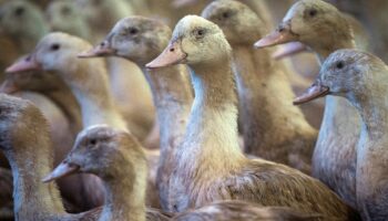 Grippe aviaire : l’OMS veut développer des vaccins à ARN messager