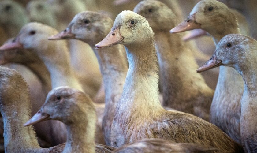 Grippe aviaire : l’OMS veut développer des vaccins à ARN messager