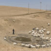 La Sicile à genoux face à la sécheresse : “On embarque des bêtes pour l’abattoir”