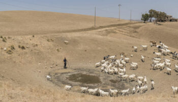 La Sicile à genoux face à la sécheresse : “On embarque des bêtes pour l’abattoir”