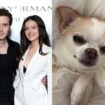 Nicola Peltz Beckham sues dog groomer for ‘malicious abuse’ after chihuahua’s death