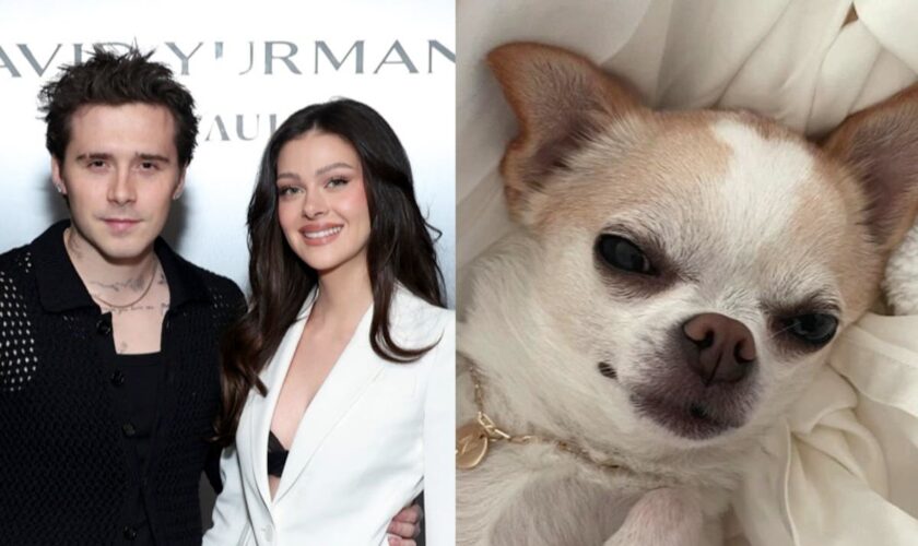 Nicola Peltz Beckham sues dog groomer for ‘malicious abuse’ after chihuahua’s death