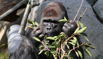Au zoo, les gorilles passent trop de temps devant les écrans