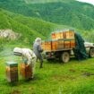 Avec ces apiculteurs qui font transhumer leurs abeilles dans la vallée d’Alpe au côté des ours bruns