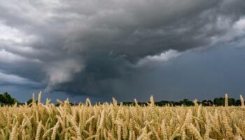 Bauernverband: Starke Niederschläge gefährden die Ernte