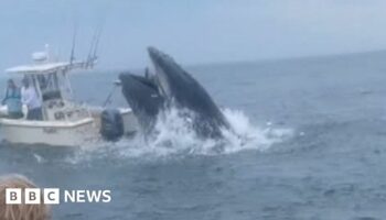 Breaching whale capsizes boat and sends two people overboard