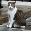 Could this be the END for Larry the Cat? Feud for position of top mog in Number 10 as new PM Keir Starmer brings in family pet JoJo (leaving Downing Street's Chief Mouser VERY unimpressed)