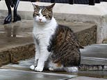 Could this be the END for Larry the Cat? Feud for position of top mog in Number 10 as new PM Keir Starmer brings in family pet JoJo (leaving Downing Street's Chief Mouser VERY unimpressed)