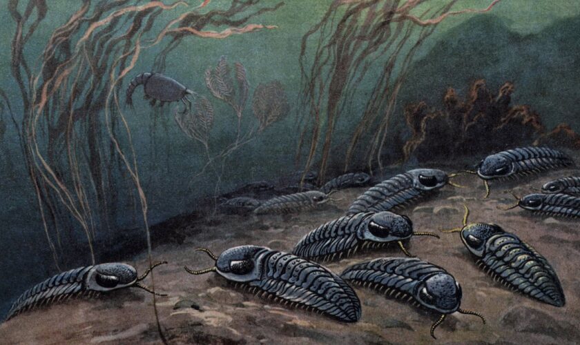 Des trilobites de Pompéi disparus il y a 250 millions d'années viennent d'être découverts