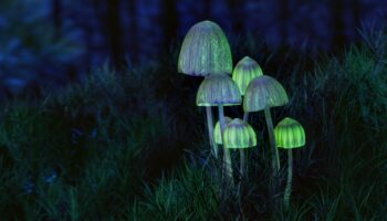 Deux mystérieux champignons hallucinogènes viennent d'être découverts en Afrique