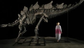 Dinosaurier: Stegosaurus-Skelett »Apex« bricht bei Sotheby's Auktionsrekord