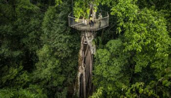 En Malaisie, au cœur d'un incroyable hôtel niché dans la forêt primaire