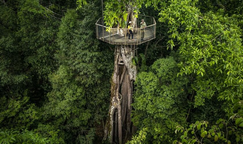 En Malaisie, au cœur d'un incroyable hôtel niché dans la forêt primaire