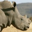Kampf gegen Wilderer: Forscher injizieren Nashörnern radioaktives Material: "Absolut brillante Idee"
