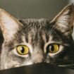 Le mystère des chats kleptomanes sera-t-il bientôt résolu?