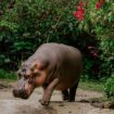 Les hippopotames peuvent voler (ou presque)