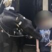 London: Keine Lust auf Fotos: Kings-Guard-Pferd beißt Touristin in den Arm