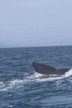 Muere un cachalote en el Estrecho tras colisionar con una embarcación de gran tonelaje