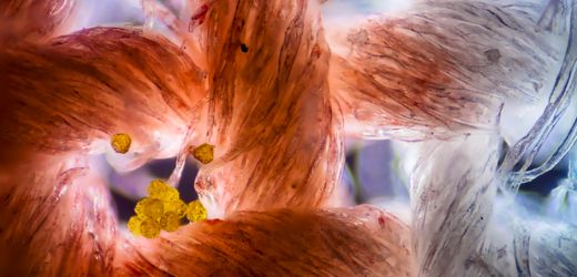 Palynologin über ihre Arbeit: »Mit Pollen lassen sich Alibis bestätigen oder widerlegen«