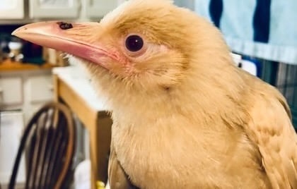 Rare white crow rescued after ‘dive bombed’ by other crows in Virginia