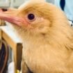 Rare white crow rescued after ‘dive bombed’ by other crows in Virginia