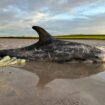 Residents save three stranded dolphins washed up on Orkney beach