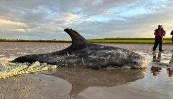 Residents save three stranded dolphins washed up on Orkney beach