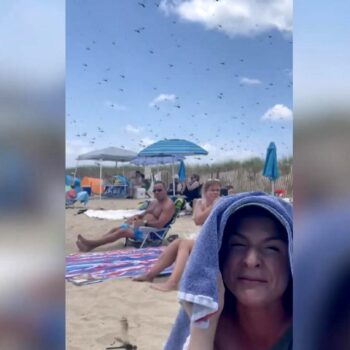 Seltenes Spektakel: XXL-Libellenschwarm überrascht Strandbesucher