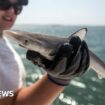 Sharks off Brazil coast test positive for cocaine