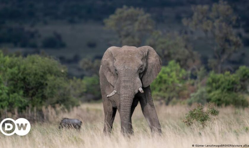 South Africa: Spanish tourist trampled by elephant herd